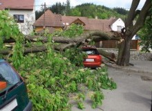 Kwikfynd Tree Cutting Services
mcdowall