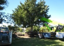 Kwikfynd Tree Management Services
mcdowall